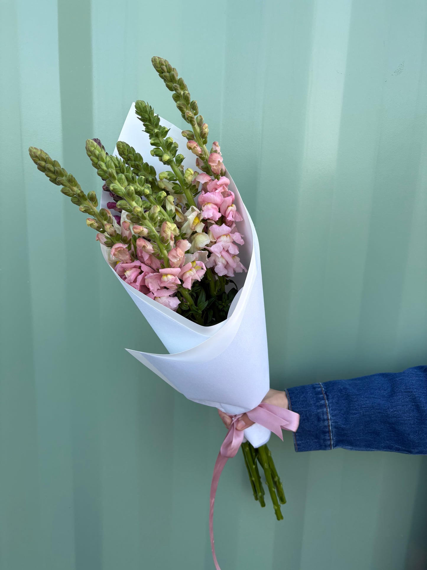 Snapdragons