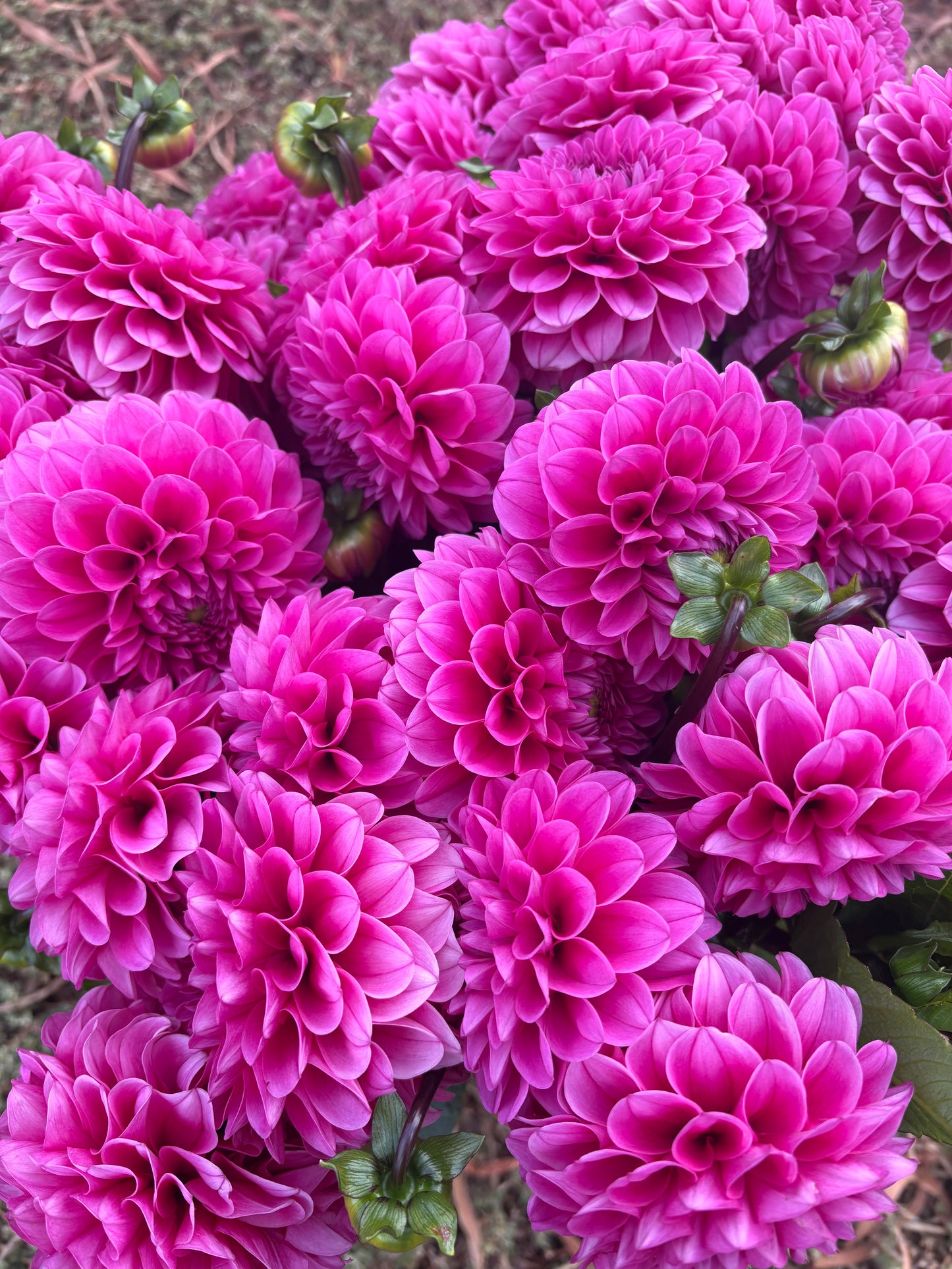 Hot pink dahlias