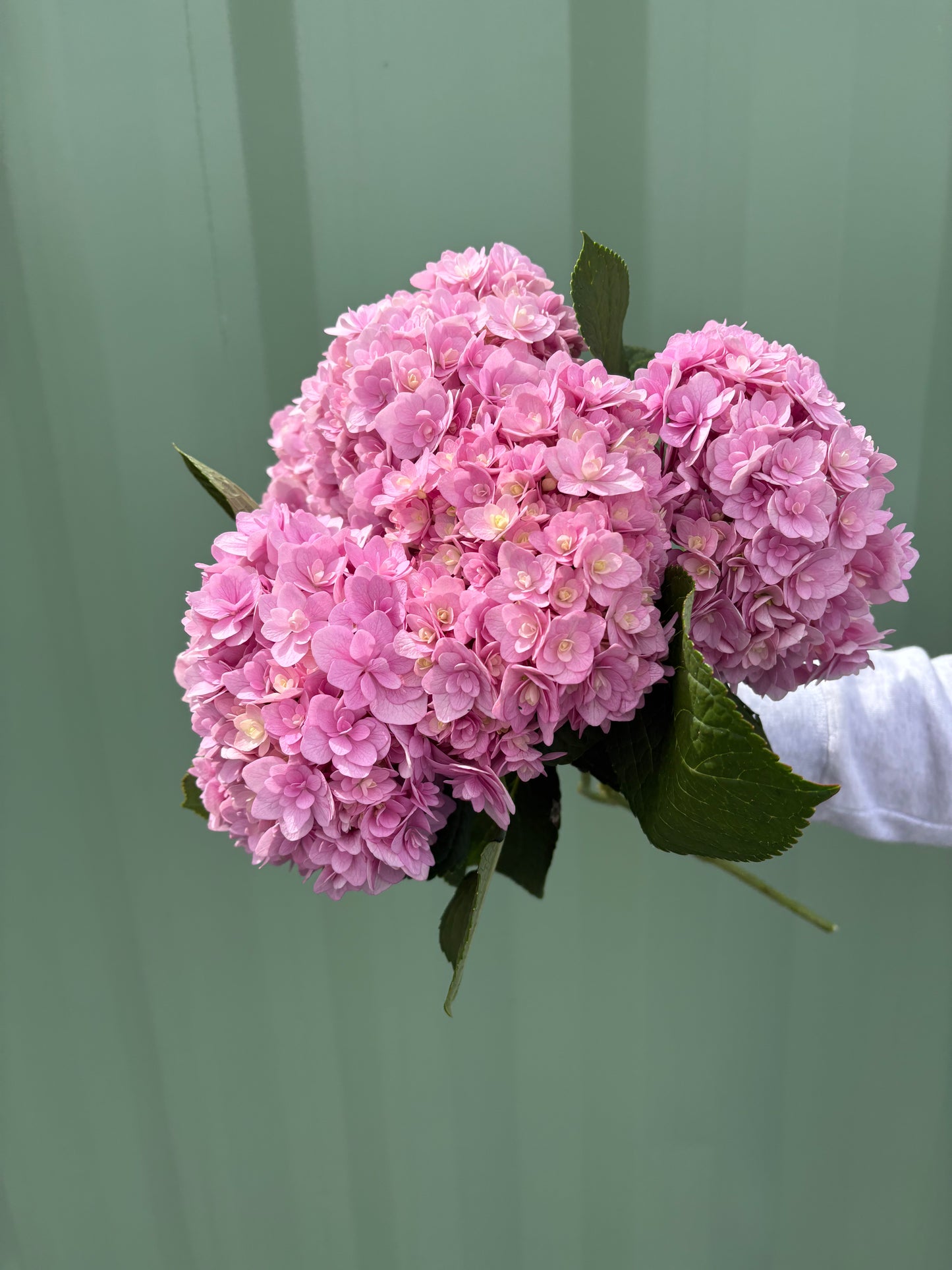 Market bunch of the week PINK HYDRANGEAS 🤤
