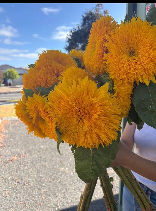 Teddy bear sunflowers
