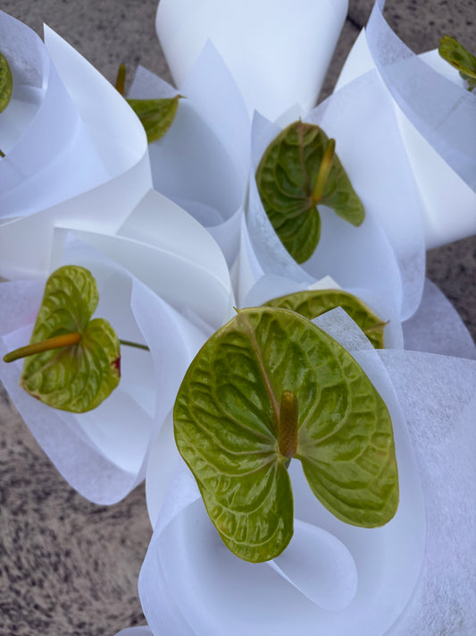 Anthurium stem