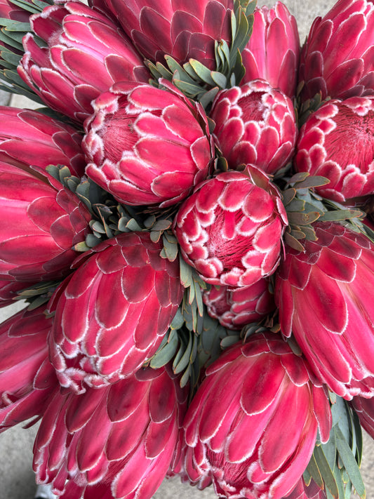 Pretty Venus Proteas