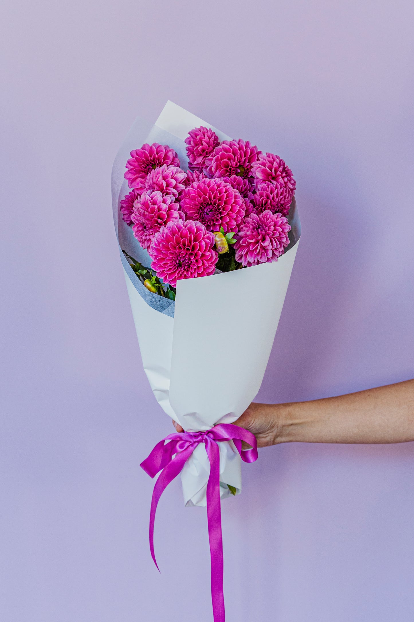 Dahlias