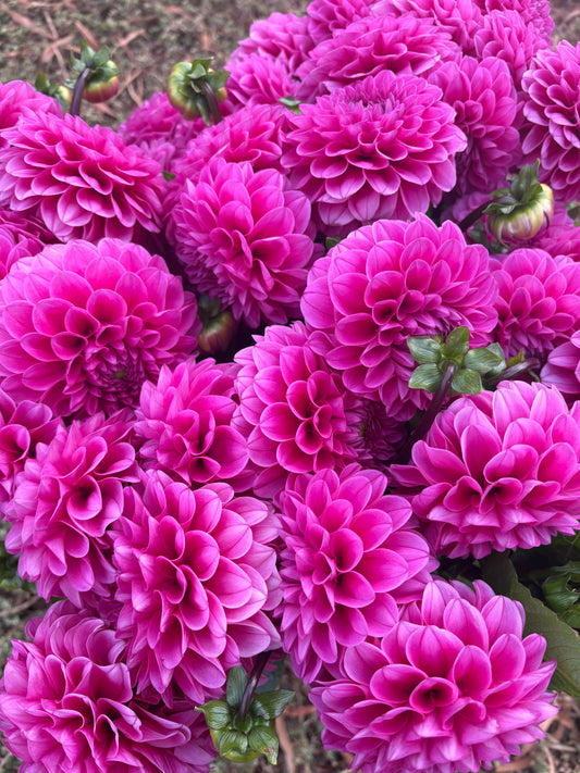 Hot pink dahlias