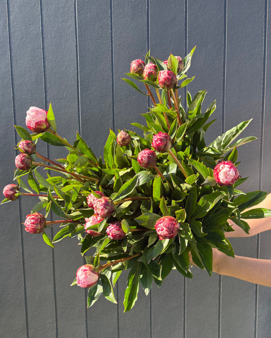 Market bunch of the week PINK PEONIES 🤤 🩷