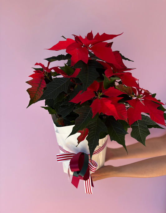 Poinsettia (lush + hugeee!)