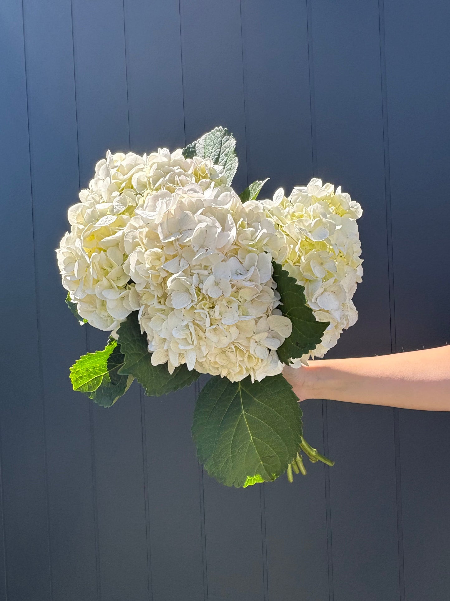 White hydrangeas