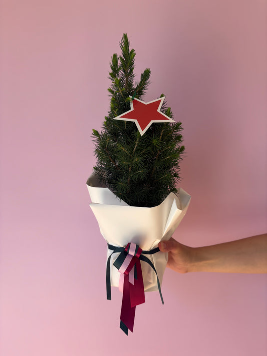 Mini Christmas tree (so cute!)