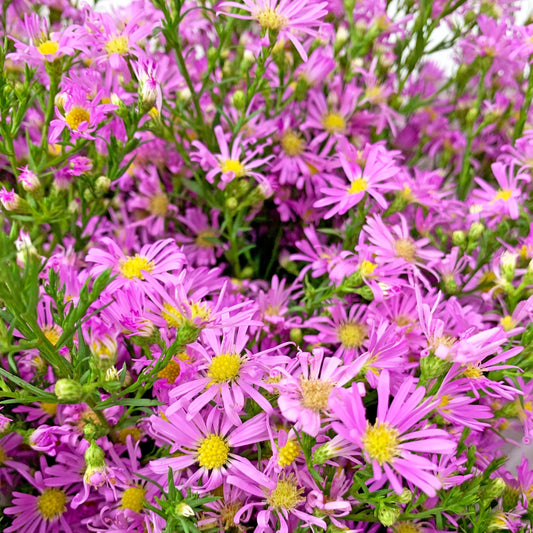 Market bunch of the week EASTER DAISY gift wrapped 💜