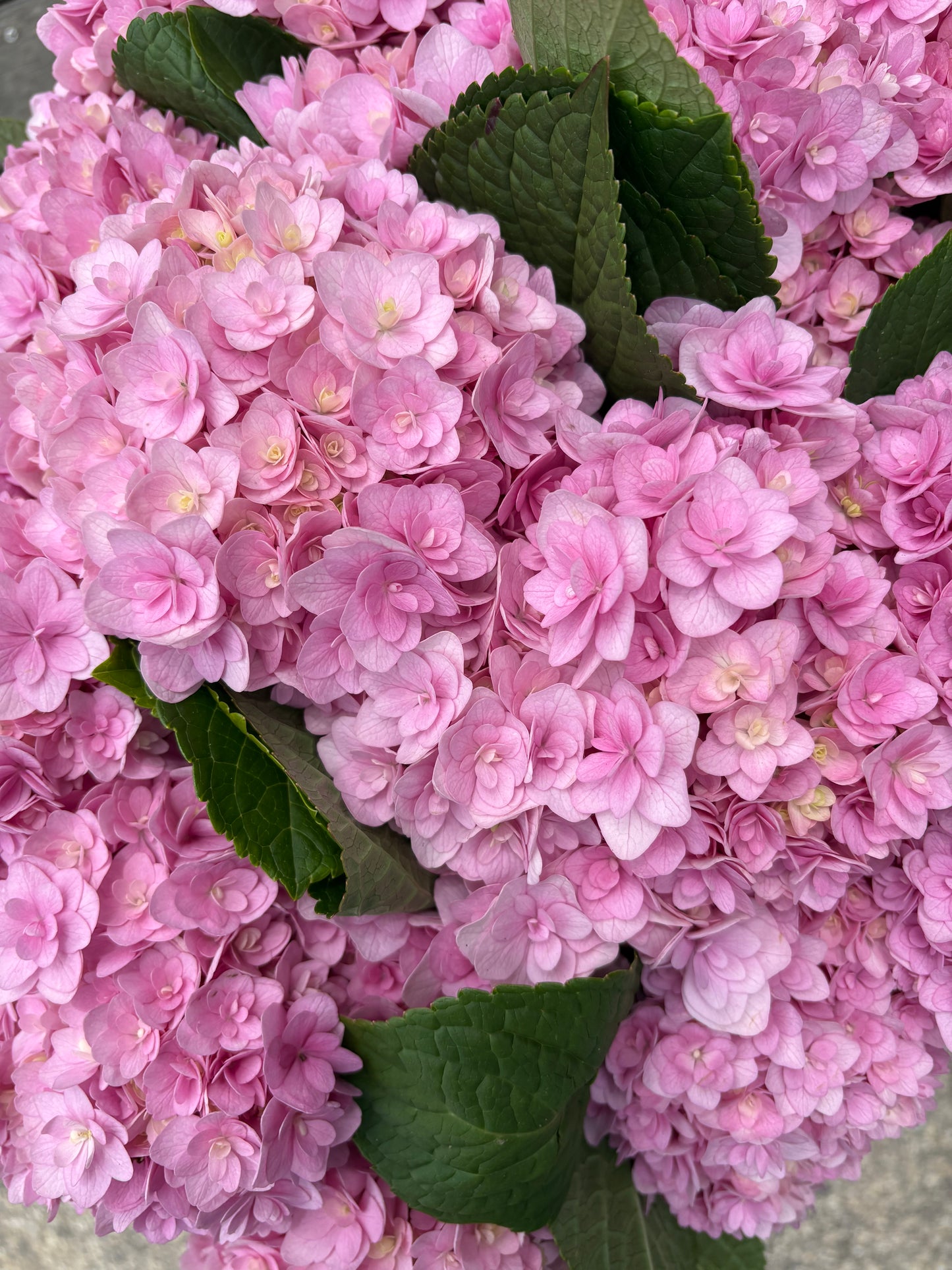 Market bunch of the week PINK HYDRANGEAS 🤤