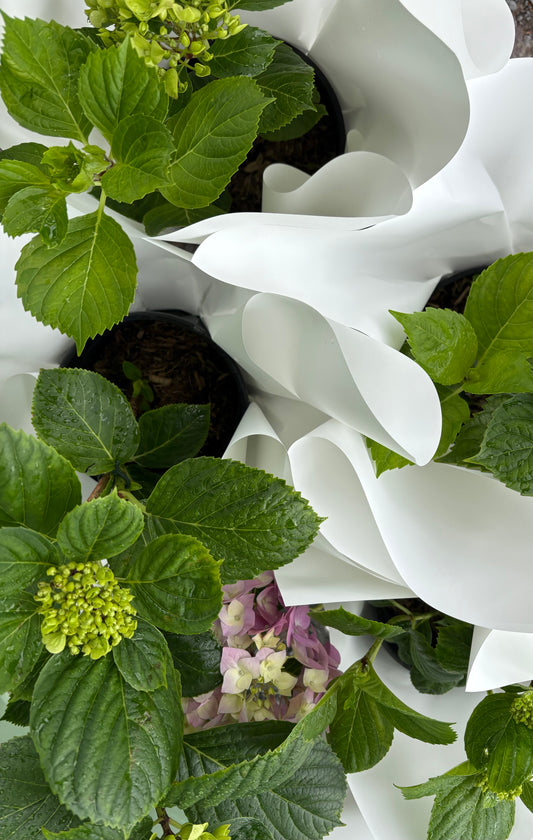 Potted hydrangeas