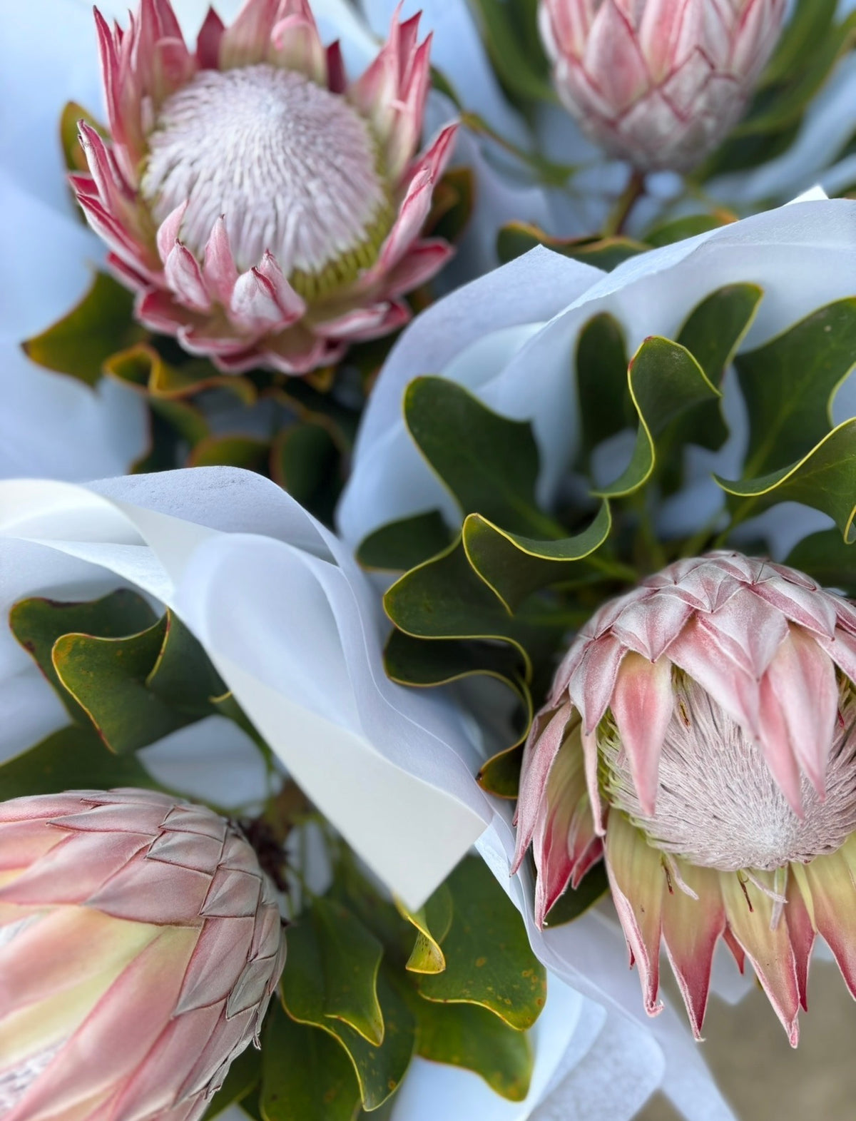 King Protea Stem